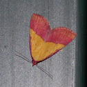 Pink-Bordered Yellow Owlet Moth