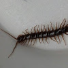 Garden Centipede