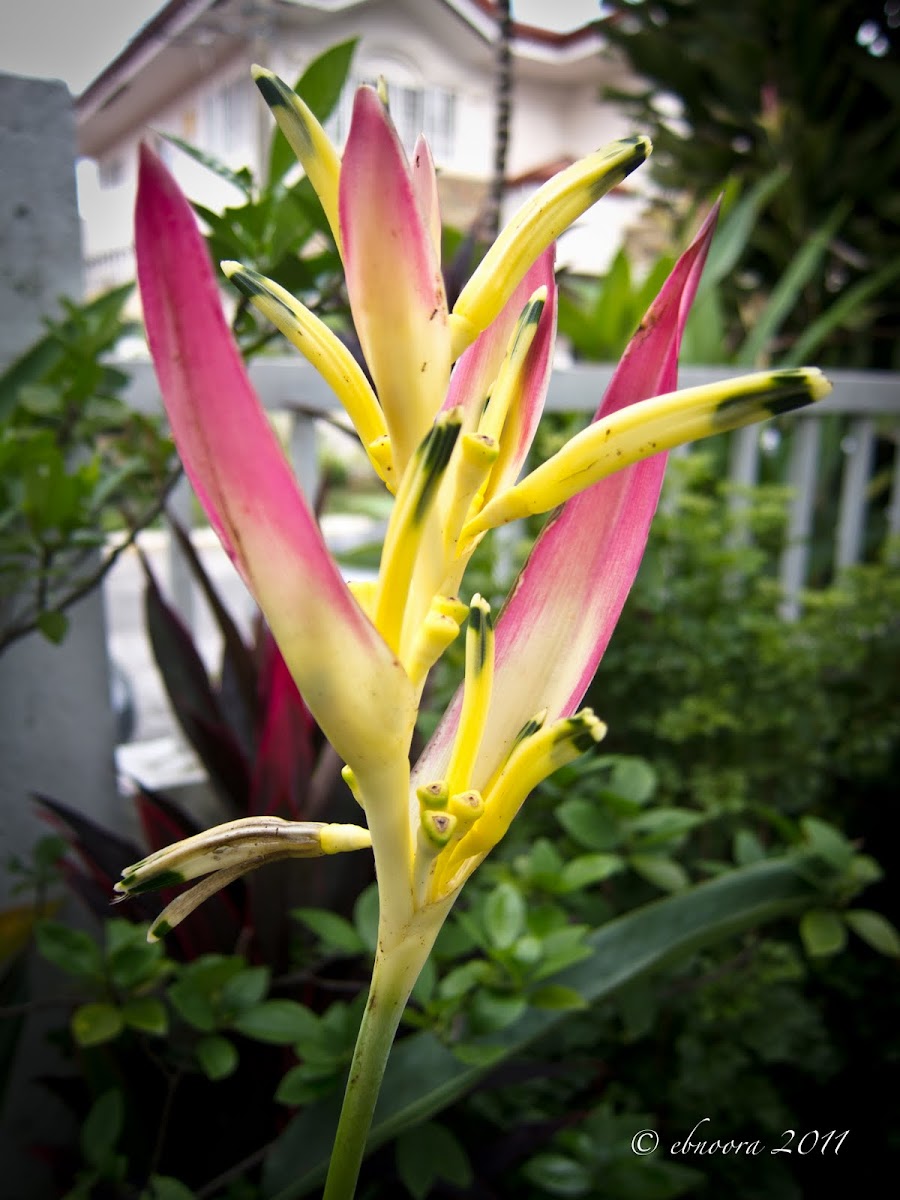 Heliconia