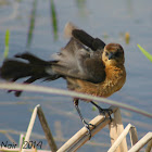 Boat-tailed Grackle (female)