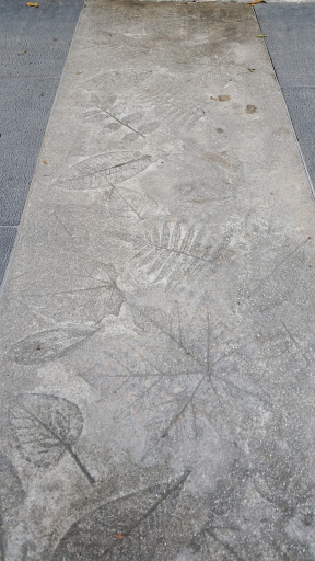 Fossilised Leaves Pavement