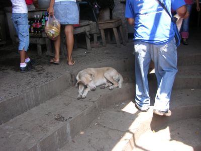 Market dog.jpg