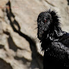 California Condor (Young)