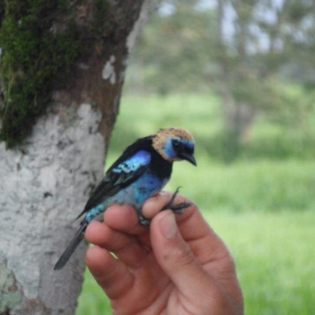 Golden-Hooded Tanager