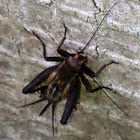 House Cricket