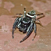 Jumping spider (male)