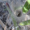 Grass funnel-web Spider