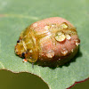 Leaf beetle camoflage