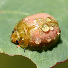 Leaf beetle camoflage