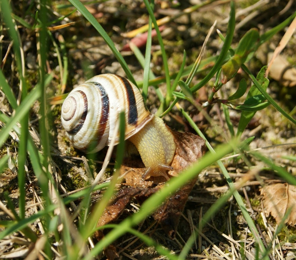 Vienna White-lipped Snail