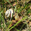 Vienna White-lipped Snail