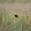 Yellow-crowned Bishop