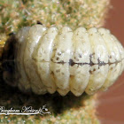 Leaf-mining Chrysomelid larvae