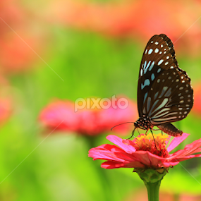 by Raja Sekaran - Animals Insects & Spiders