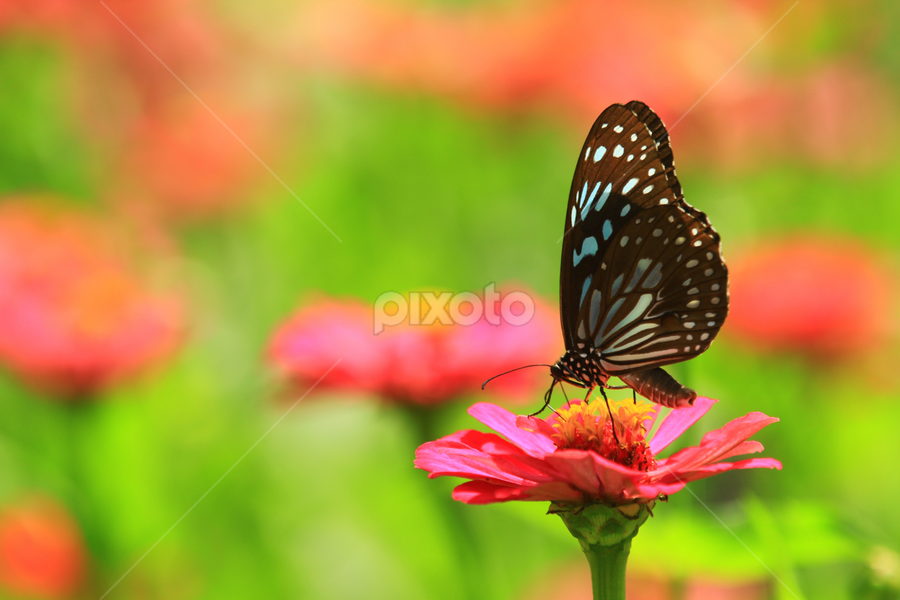 by Raja Sekaran - Animals Insects & Spiders