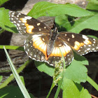 Bordered Patch Butterfly
