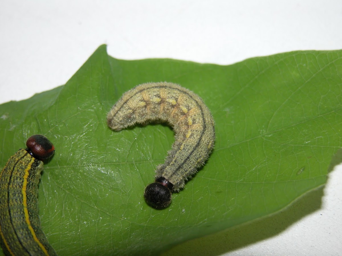Dorantes Skipper larva