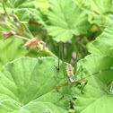 Miniature Grasshopper