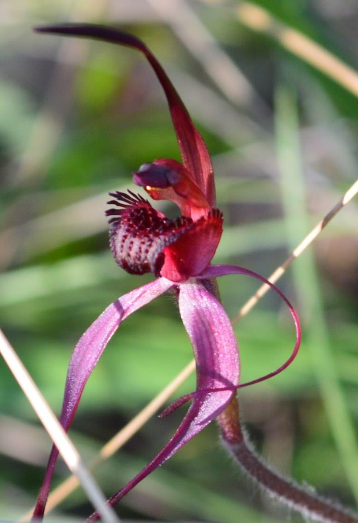 Crimson spider orchid