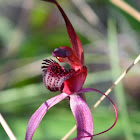 Crimson spider orchid