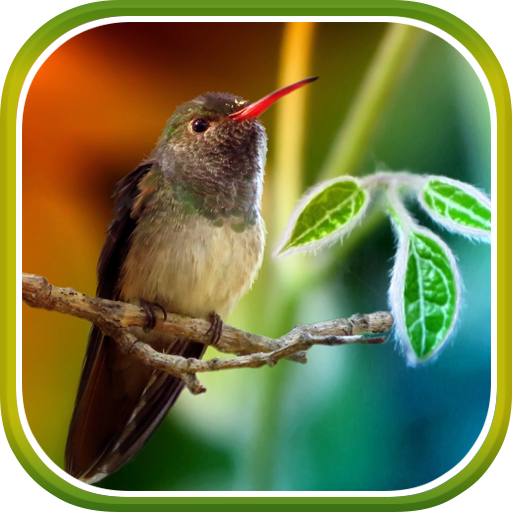 Hummingbirds Live Wallpaper 個人化 App LOGO-APP開箱王
