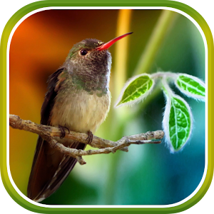 Hummingbirds Live Wallpaper.apk 1.0.3