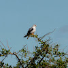 Pygmy Falcon