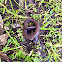 Garden slender salamander