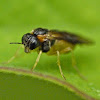 Pergid sawfly