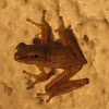 Common Tree Frog (juvenile)