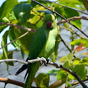rose-ringed parakeet