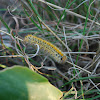 Grass Eggar larvae