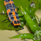 Larva of Spotless Lady Bug/Lady Bird