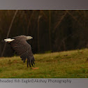 Grey-headed fish eagle