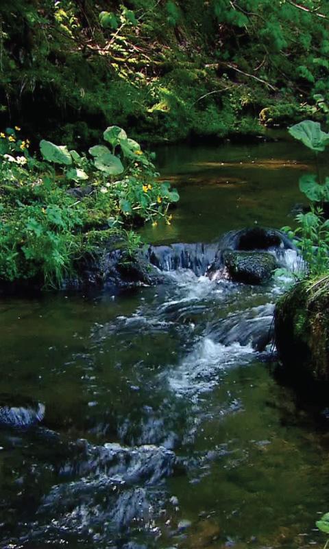 река ожила. River live. River live. речка водопад в лесу. River live.