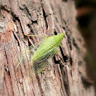 Dictyopharid Planthopper