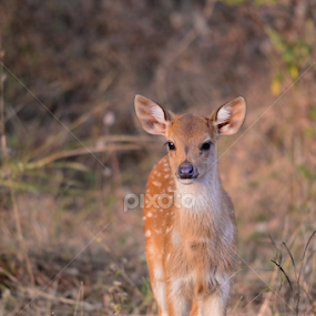 Chital Fawn by Nimit Virdi - Animals Other Mammals