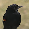 Red-winged Blackbird (male)