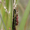 Broom Moth Caterpillar