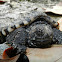 Common Snapping Turtle Hatchling