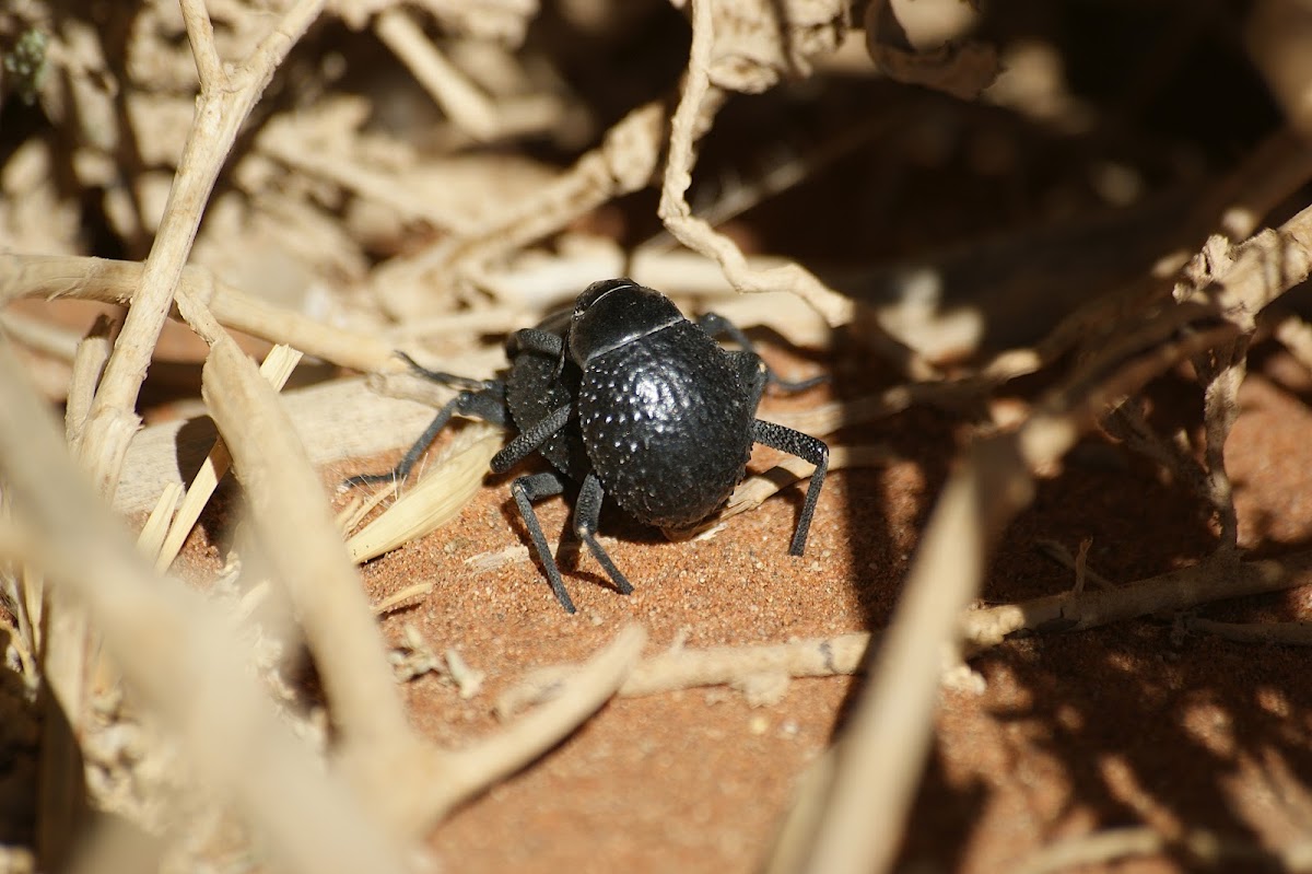 Long-legged Darkling Beetle