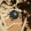 Long-legged Darkling Beetle