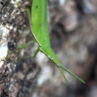 Green pyrgomorph grasshopper