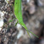 Green pyrgomorph grasshopper
