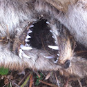 Fox (teeth)