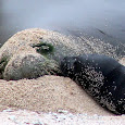 turtle bay (Oahu) endangered species