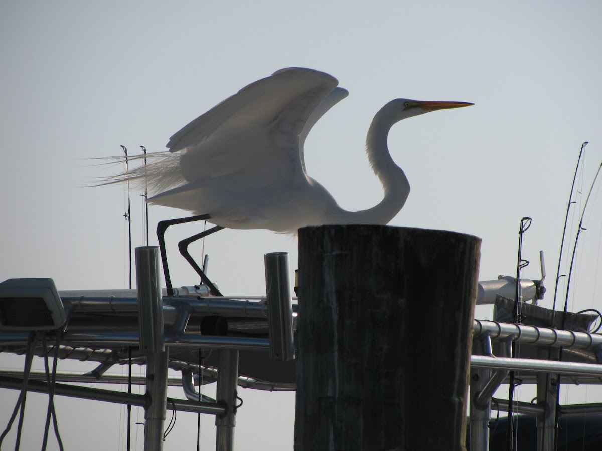 Great Egret