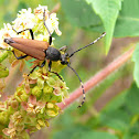 Flower longhorn beetle