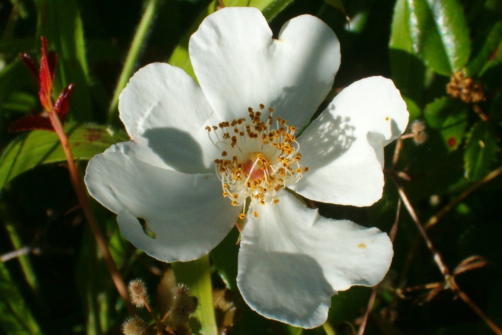 Evergreen rose (Ροδή η αειθαλής )