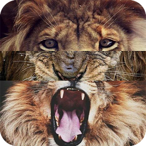 Lion wallpaper.apk 1.0